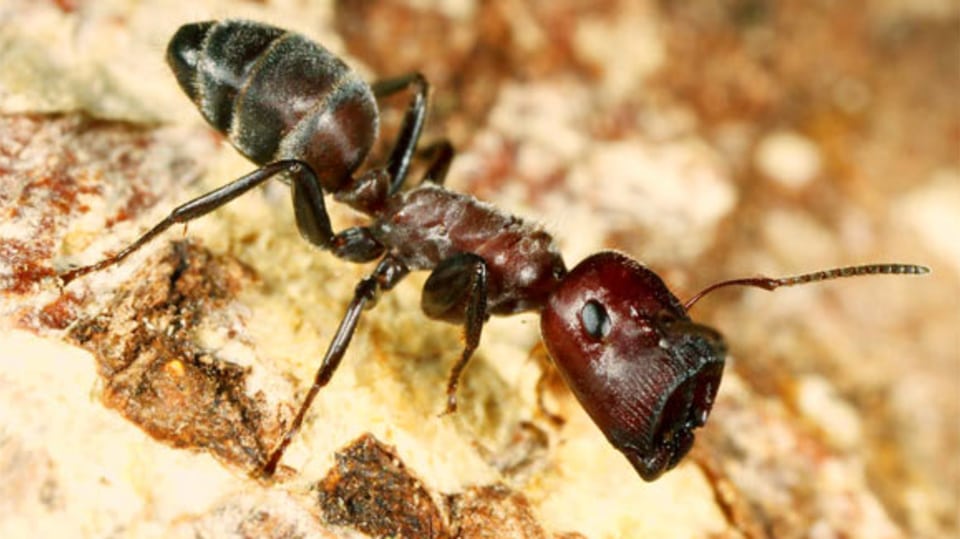 Colobopsis explodens